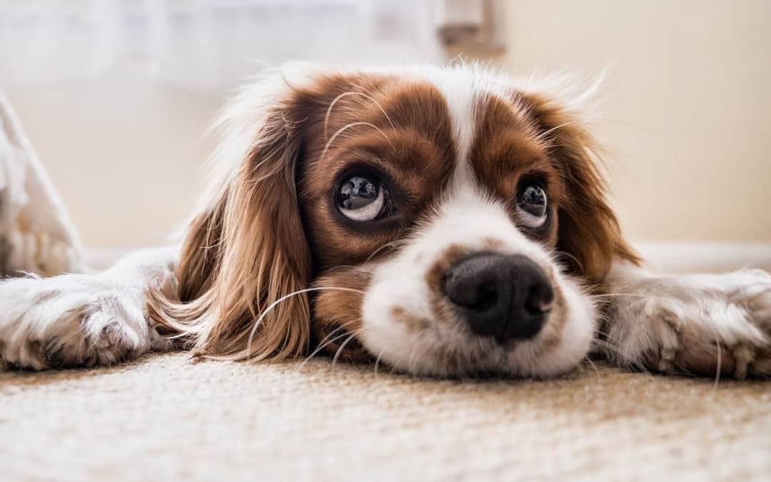 Cockerspaniel Impatiently Waiting for CISSP Approval
